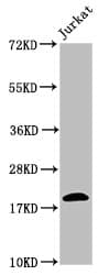 HIST1H1C Antibody