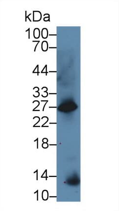 GAL / Galanin Antibody (aa36-123)