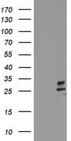 CXorf26 Antibody (clone OTI4E11)
