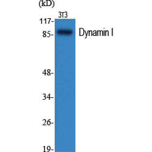 Polyclonal Rabbit anti-Human DNM1 / Dynamin Antibody (710-790 aa, IHC, WB)