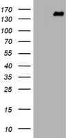 Monoclonal Mouse anti-Human PCDH7 Antibody (clone OTI1F9, IHC, WB)