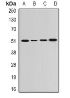 Polyclonal Rabbit anti-Human GDA / Nedasin Antibody (IF, WB)