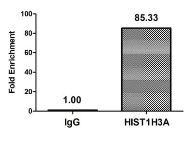 Polyclonal Rabbit anti-Human HIST1H3A Antibody (IHC, WB)