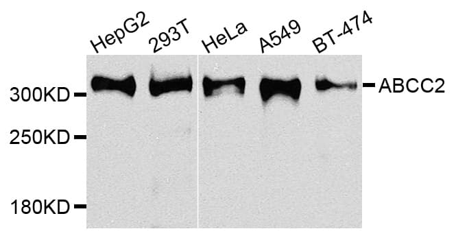 ABCC2 / MRP2 Antibody
