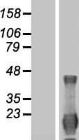 ID4 Protein (Over-Expression Lysate Myc-DDK (Flag))