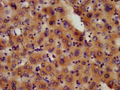 PAFAH1B3 Antibody