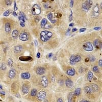 ANAPC10 / APC10 Antibody