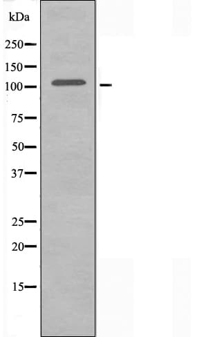 ORC1 Antibody