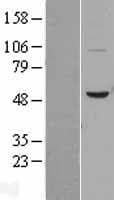 Human BPI Protein (Over-Expression Lysate Myc-DDK (Flag))