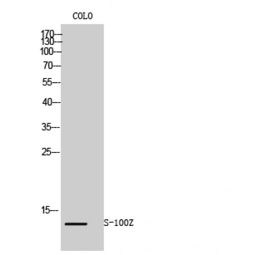 S100Z Antibody (10-90 aa, N-terminal)