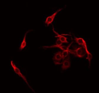 NXPH4 Antibody