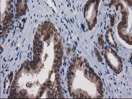 NHEJ1 / XLF Antibody (clone OTI3D6)
