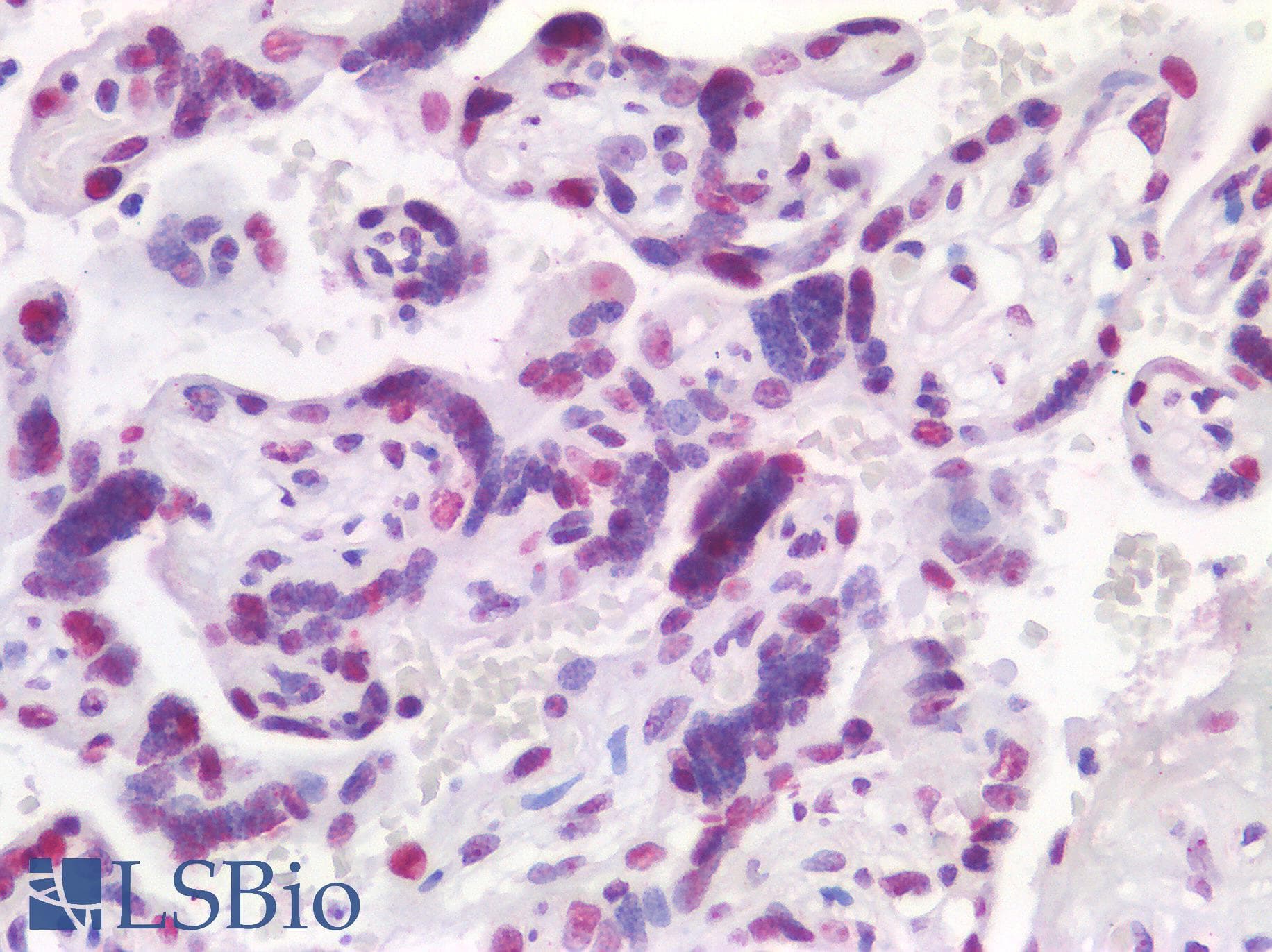 PathPlus™ NPM1 / NPM / Nucleophosmin Antibody
