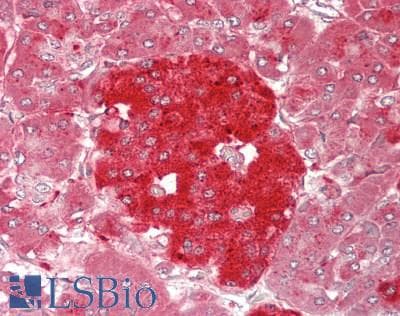 IHC-plus™ GRN / Granulin Antibody
