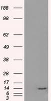 ID3 Antibody (clone OTI15E3)