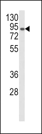 IHC-plus™ AOC3 / VAP-1 Antibody (aa613-640)