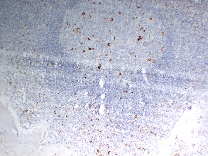 CD68 Antibody (clone ABT-CD68)