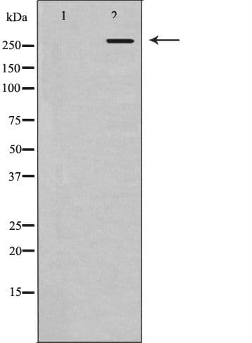 POLR2A / RNA polymerase II Antibody