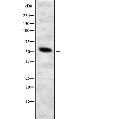GRB7 Antibody