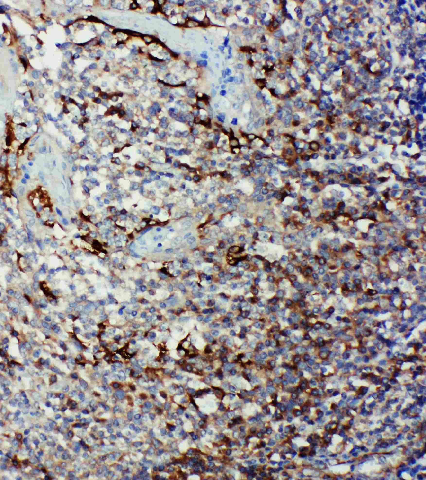 CASP9 / Caspase 9 Antibody (aa183-198)