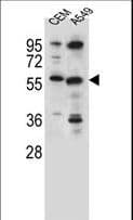 CSAD / CSD Antibody (aa197-226)