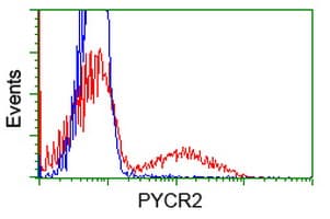 P5CR2 / PYCR2 Antibody (clone OTI3D1)