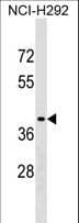 Polyclonal Rabbit anti-Human SNX21 Antibody (aa210-236, WB)
