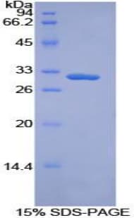 Mouse TOR3A Protein (Recombinant His-T7)