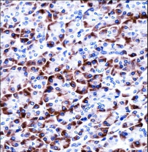 CCDC50 Antibody (aa86-114)