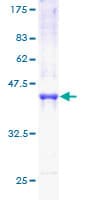 Human RPB16 / POLR2D Protein (Recombinant GST)
