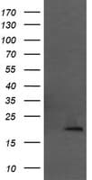 Monoclonal Mouse anti-Human MRPL11 Antibody (clone OTI3G2, IF, WB)