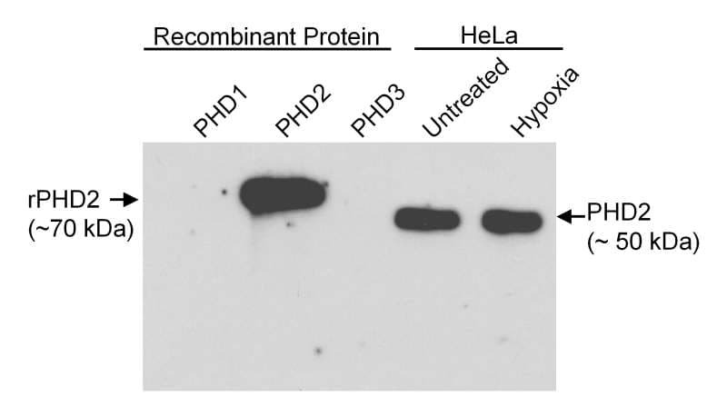 EGLN1 / PHD2 Antibody (aa1-50)