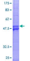 Human DDIT4 / REDD1 Protein (Recombinant GST)