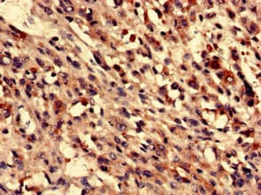 Polyclonal Rabbit anti-Human FUZ / FY Antibody