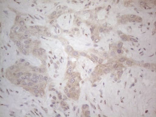 CD275 / B7-H2 / ICOS Ligand Antibody (clone OTI2C5)