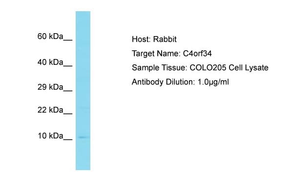 SMIM14 / C4orf34 Antibody (aa12-61)