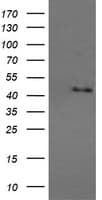 MAPK9 / JNK2 Antibody (clone OTI4D1)