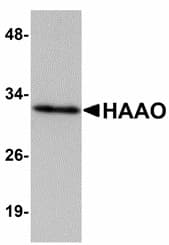 IHC-plus™ HAAO Antibody