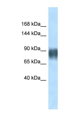 Polyclonal Rabbit anti-Rat AVIL / Advillin Antibody (aa184-233, WB)