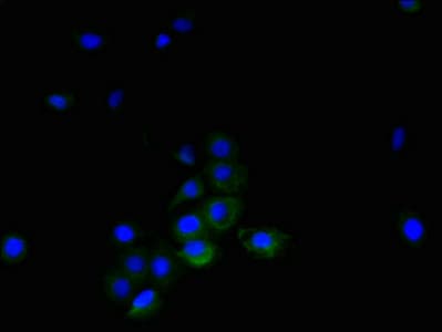 TNFRSF14 / CD270 / HVEM Antibody