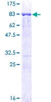 Human PTBP1 Protein (Recombinant GST)