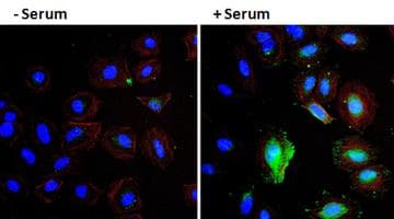 Polyclonal Rabbit anti-Human VEGFA / VEGF Antibody (Biotin, IF, WB)
