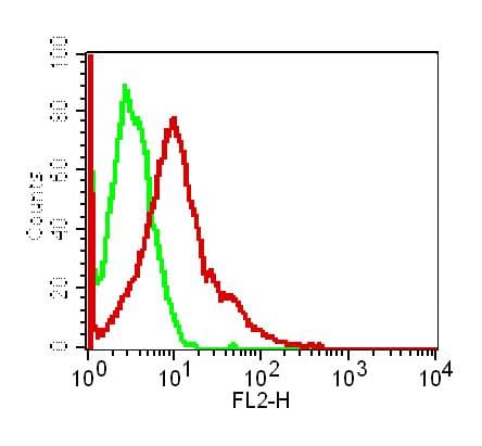 AKT1 Antibody