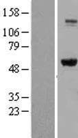 Human IMPDH2 Protein (Over-Expression Lysate Myc-DDK (Flag))
