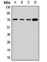 SLC2A13 / HMIT / GLUT13 Antibody