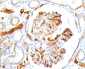 Adiponectin Antibody (clone ADPQ-1, Azide-free, BSA-free)