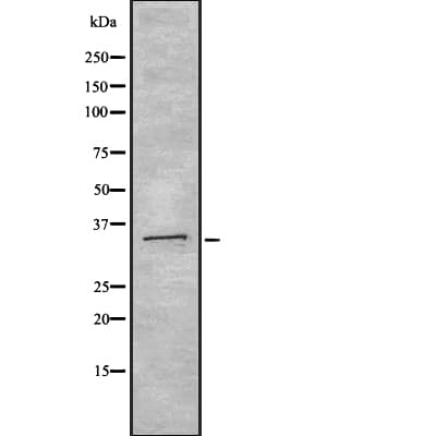 OLIG1 Antibody