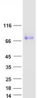 Human SIRPA / CD172a Protein (Recombinant Myc-DDK (Flag))