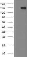CD163 Antibody (clone OTI1D5)