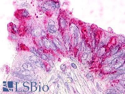 PathPlus™ RXFP4 / GPR100 Antibody (C-Terminus)